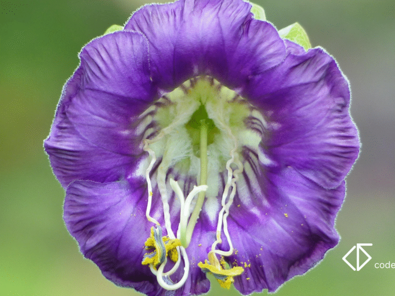 Iris Dataset